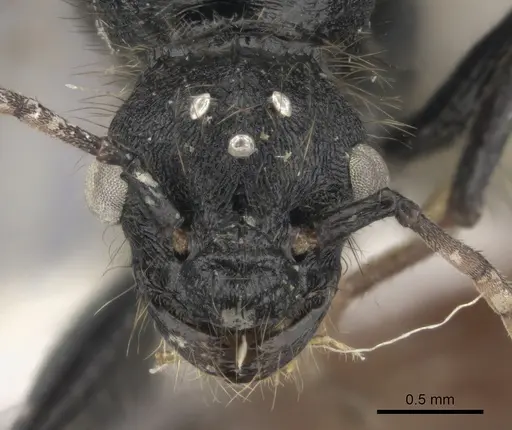 Pogonomyrmex cunicularius - CASENT0235298