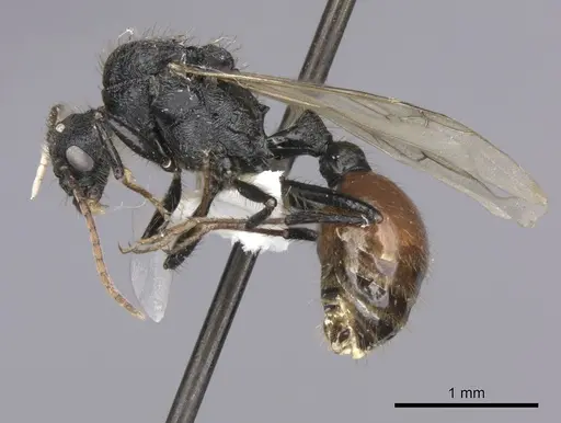 Pogonomyrmex cunicularius - CASENT0235298