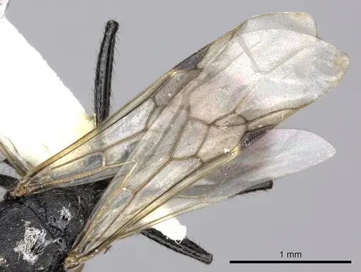 Pogonomyrmex cunicularius - CASENT0235298