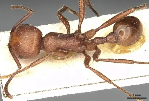 Pogonomyrmex cunicularius - CASENT0249048