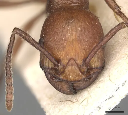 Pogonomyrmex cunicularius - CASENT0249048