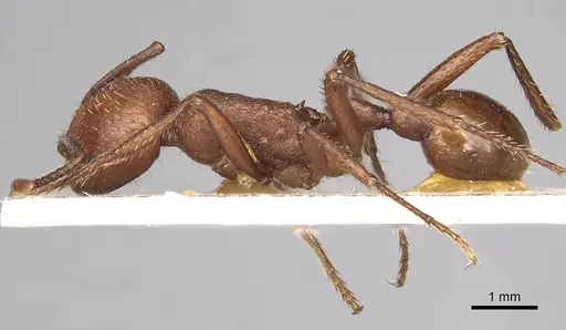 Pogonomyrmex cunicularius - CASENT0249048