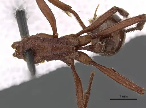 Pogonomyrmex cunicularius - CASENT0900386