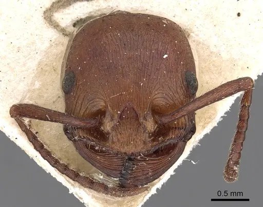 Pogonomyrmex cunicularius - CASENT0900386