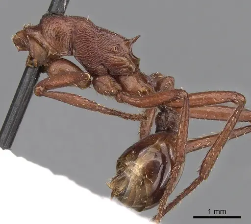 Pogonomyrmex cunicularius - CASENT0900386