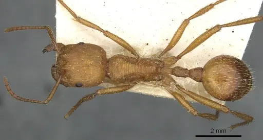 Pogonomyrmex cunicularius - CASENT0901490