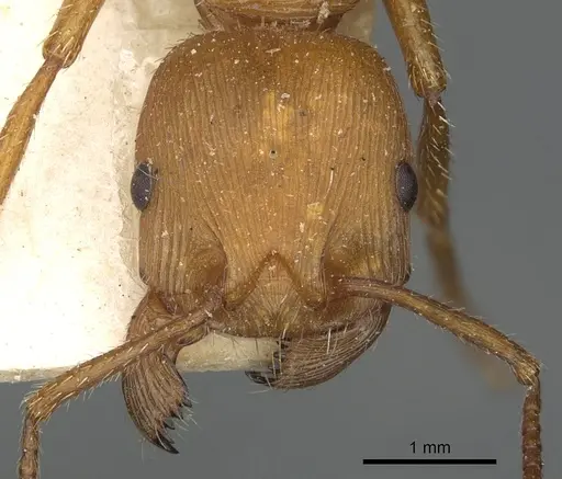 Pogonomyrmex cunicularius - CASENT0901490