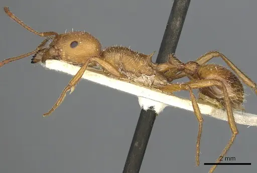 Pogonomyrmex cunicularius - CASENT0901490