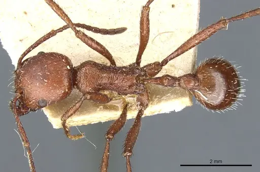 Pogonomyrmex cunicularius - CASENT0904102