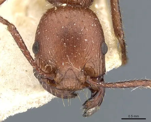Pogonomyrmex cunicularius - CASENT0904102