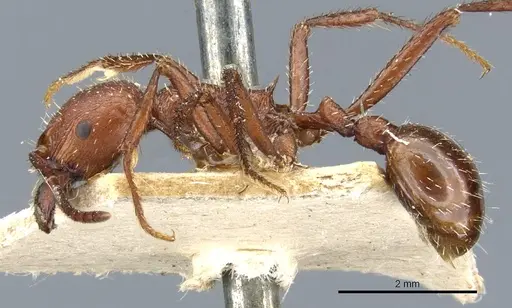 Pogonomyrmex cunicularius - CASENT0904102