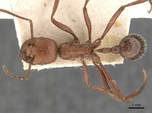 Pogonomyrmex cunicularius - CASENT0907669