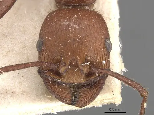 Pogonomyrmex cunicularius - CASENT0907669