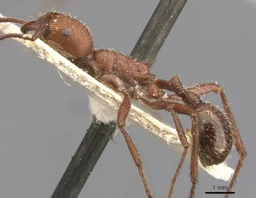 Pogonomyrmex cunicularius - CASENT0907669
