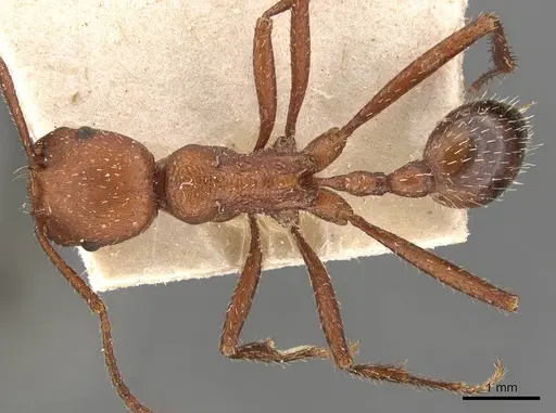 Pogonomyrmex cunicularius - CASENT0907670