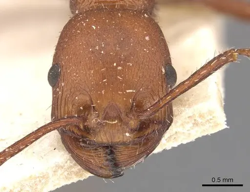 Pogonomyrmex cunicularius - CASENT0907670
