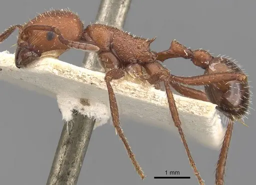 Pogonomyrmex cunicularius - CASENT0907670