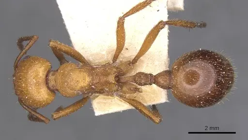 Pogonomyrmex cunicularius - CASENT0913092