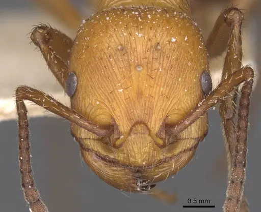 Pogonomyrmex cunicularius - CASENT0913092