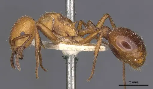 Pogonomyrmex cunicularius - CASENT0913092