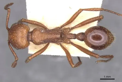 Pogonomyrmex cunicularius - CASENT0913093