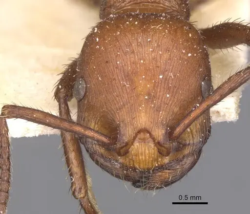 Pogonomyrmex cunicularius - CASENT0913093