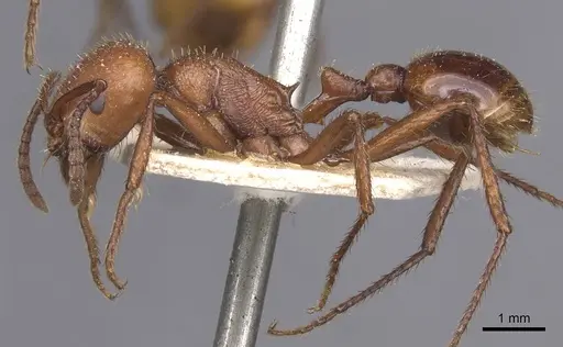 Pogonomyrmex cunicularius - CASENT0913093