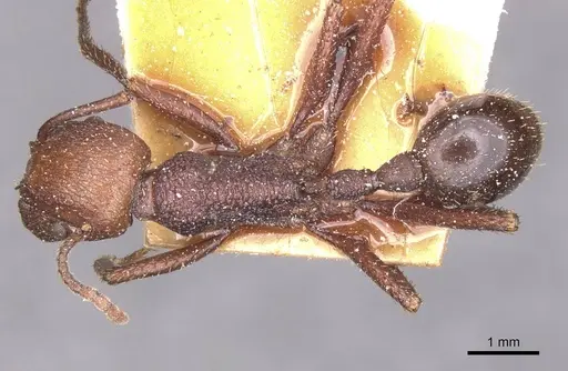 Pogonomyrmex cunicularius - CASENT0913094
