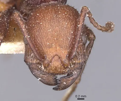 Pogonomyrmex cunicularius - CASENT0913094