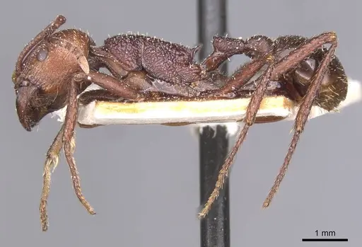 Pogonomyrmex cunicularius - CASENT0913094