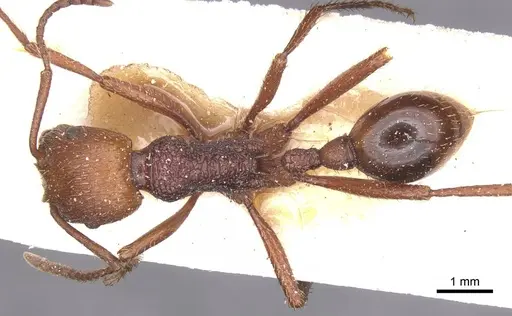 Pogonomyrmex cunicularius - CASENT0913095