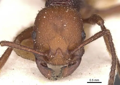 Pogonomyrmex cunicularius - CASENT0913095