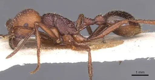 Pogonomyrmex cunicularius - CASENT0913095