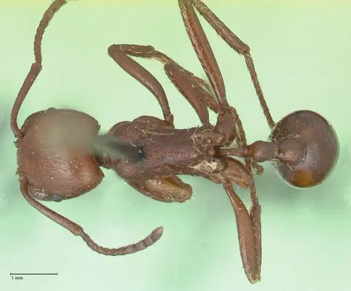 Pogonomyrmex cunicularius - FOCOL1211
