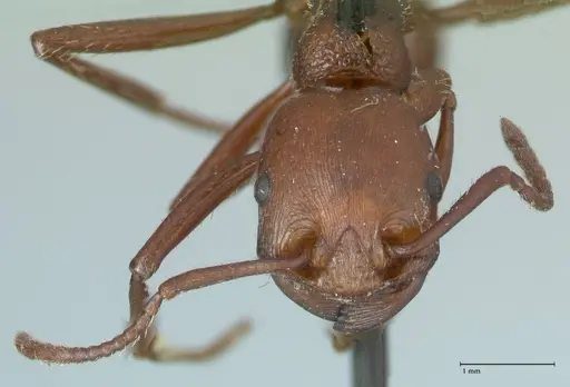 Pogonomyrmex cunicularius - FOCOL1211