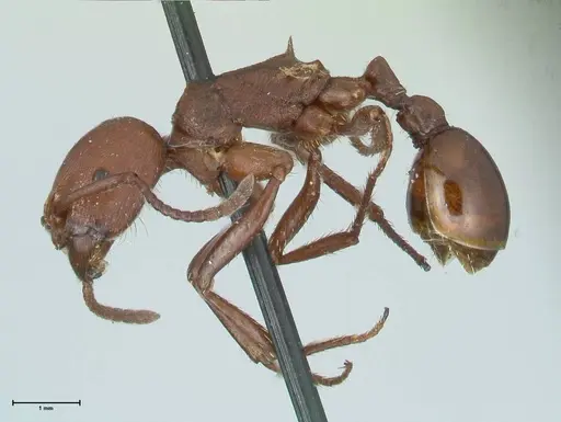 Pogonomyrmex cunicularius - FOCOL1211