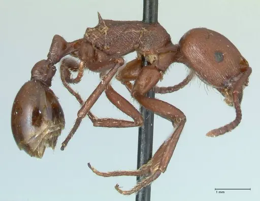 Pogonomyrmex cunicularius - FOCOL1211
