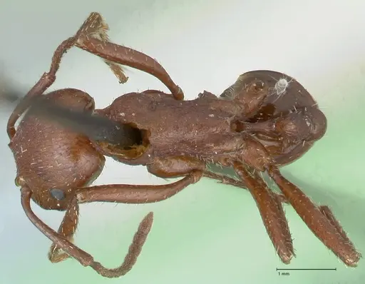 Pogonomyrmex cunicularius - FOCOL1212