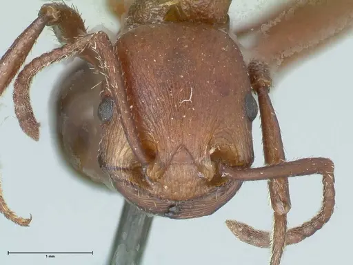 Pogonomyrmex cunicularius - FOCOL1212