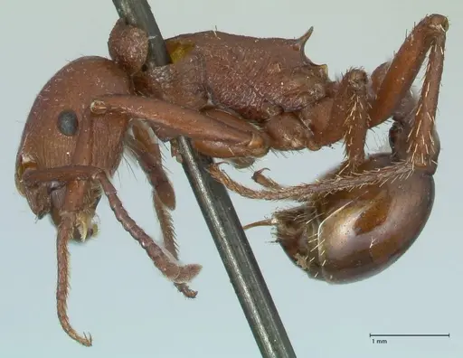 Pogonomyrmex cunicularius - FOCOL1212