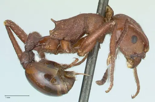 Pogonomyrmex cunicularius - FOCOL1212