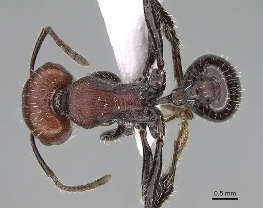 Pogonomyrmex cusquena specimen