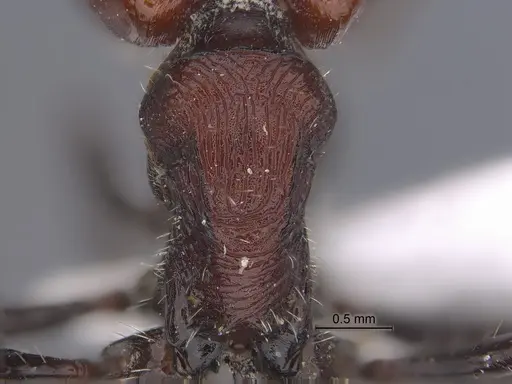 Pogonomyrmex cusquena specimen