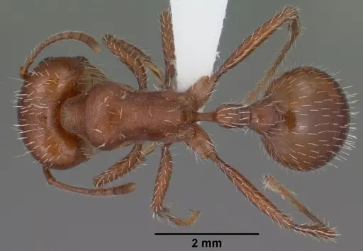 Pogonomyrmex desertorum specimen