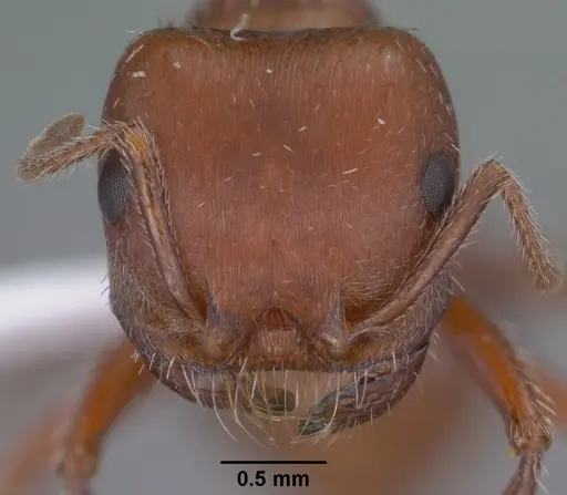 Pogonomyrmex desertorum specimen