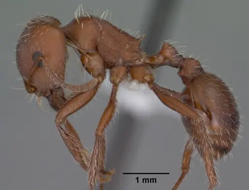 Pogonomyrmex desertorum specimen