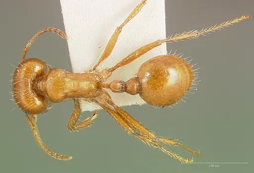 Pogonomyrmex desertorum - CASENT0005707