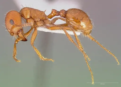 Pogonomyrmex desertorum - CASENT0005707