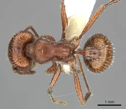 Pogonomyrmex desertorum - CASENT0235311