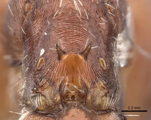Pogonomyrmex desertorum - CASENT0235311